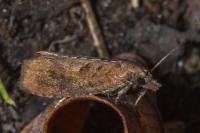 Epinotia sordidana