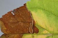 Lyonetia clerkella
