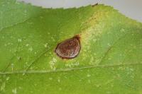 Leucoptera malifoliella