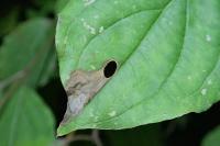 Antispila petryi