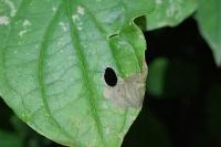 Antispila petryi