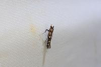 Parectopa ononidis