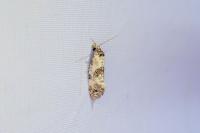 Cochylis molliculana