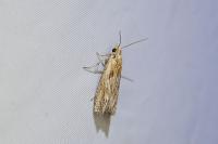 Eucosma cana