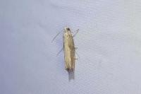 Eucosma obumbratana