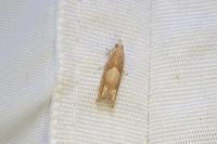 Eucosma conterminana