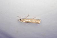 Agriphila geniculea