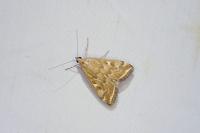 Loxostege sticticalis