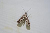 Diasemiopsis ramburialis