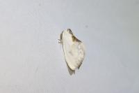 Cilix hispanica