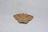 Scopula rubiginata