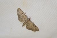 Eupithecia virgaureata