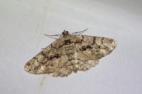 Peribatodes ilicaria