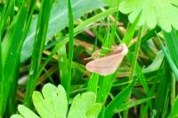 Rhodometra sacraria