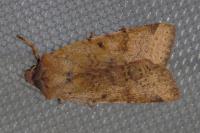 Agrochola lychnidis