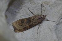 Nomophila noctuella