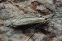 Crambus pascuella