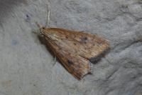 Udea ferrugalis