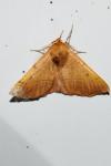 Colotois pennaria