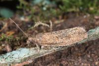 Epinotia sordidana
