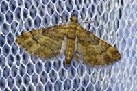 Gymnoscelis rufifasciata