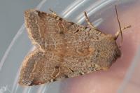 Agrochola lychnidis