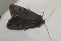 Aporophyla nigra