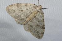 Epirrita dilutata
