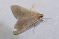 Mecyna asinalis
