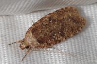 Agonopterix heracliana
