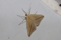Rhodometra sacraria
