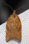 Acleris rhombana