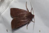 Conistra ligula