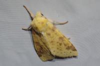 Cirrhia icteritia