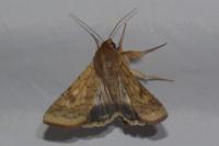 Helicoverpa armigera