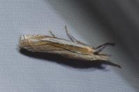 Crambus pascuella
