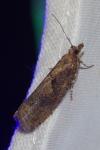 Epinotia sordidana