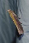 Oncocera semirubella