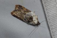Acleris variegana