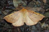 Colotois pennaria