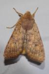 Sunira circellaris