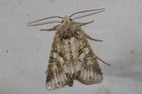 Dryobotodes roboris