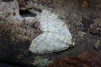 Epirrita dilutata