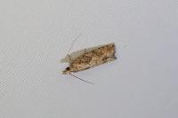 Acroclita subsequana