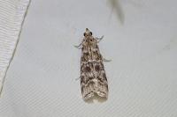 Dioryctria abietella/sylvestrella