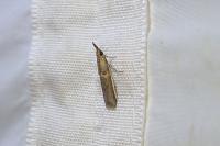 Etiella zinckenella