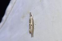 Platytes alpinella