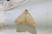 Anania terrealis