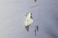 Cilix glaucata/hispanica