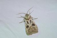 Agrotis vestigialis